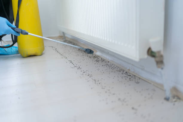 Best Termite Control Services  in Stratford, CA